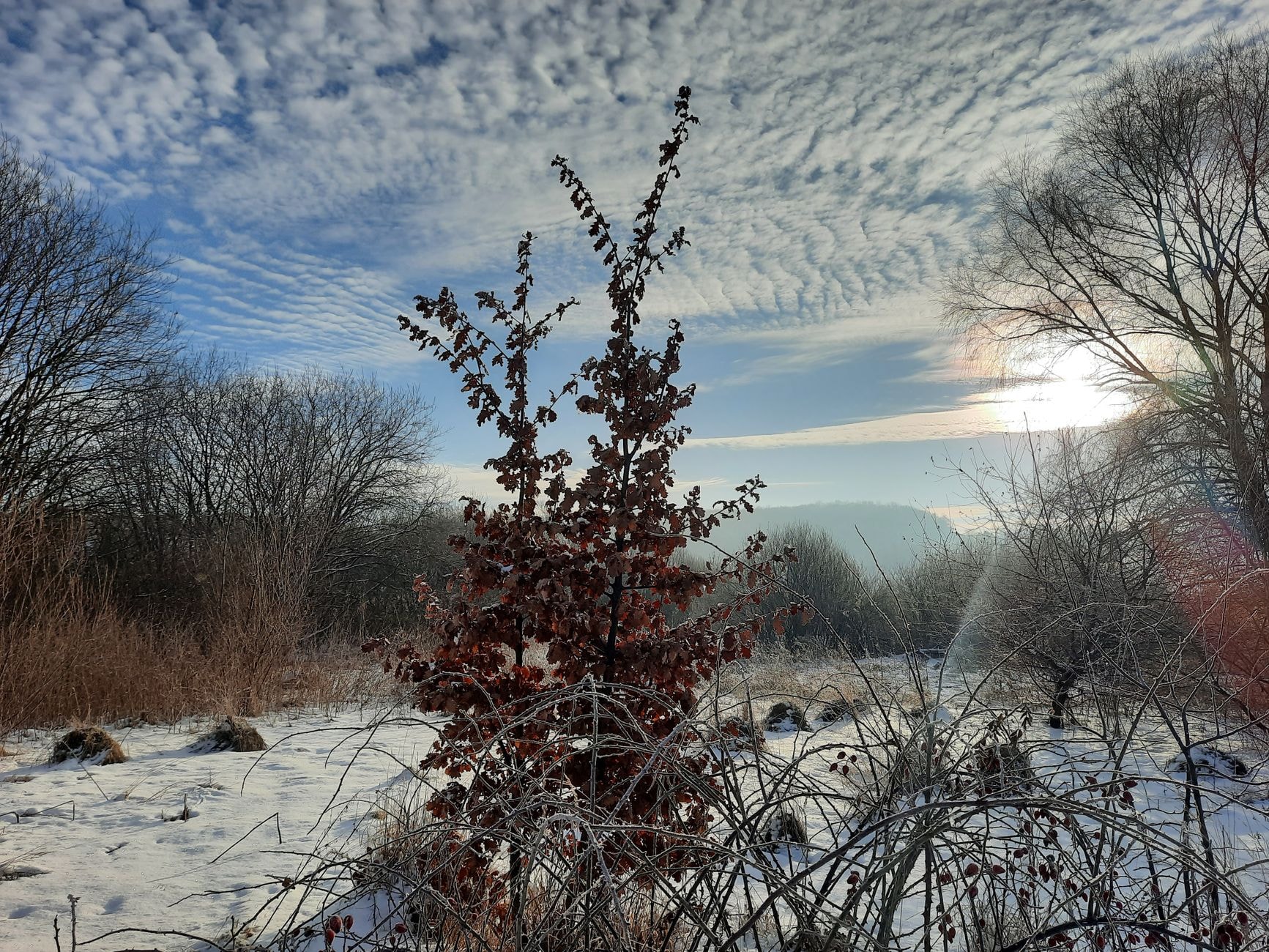 Pommier sans feuilles en dormance hivernale dans un verger