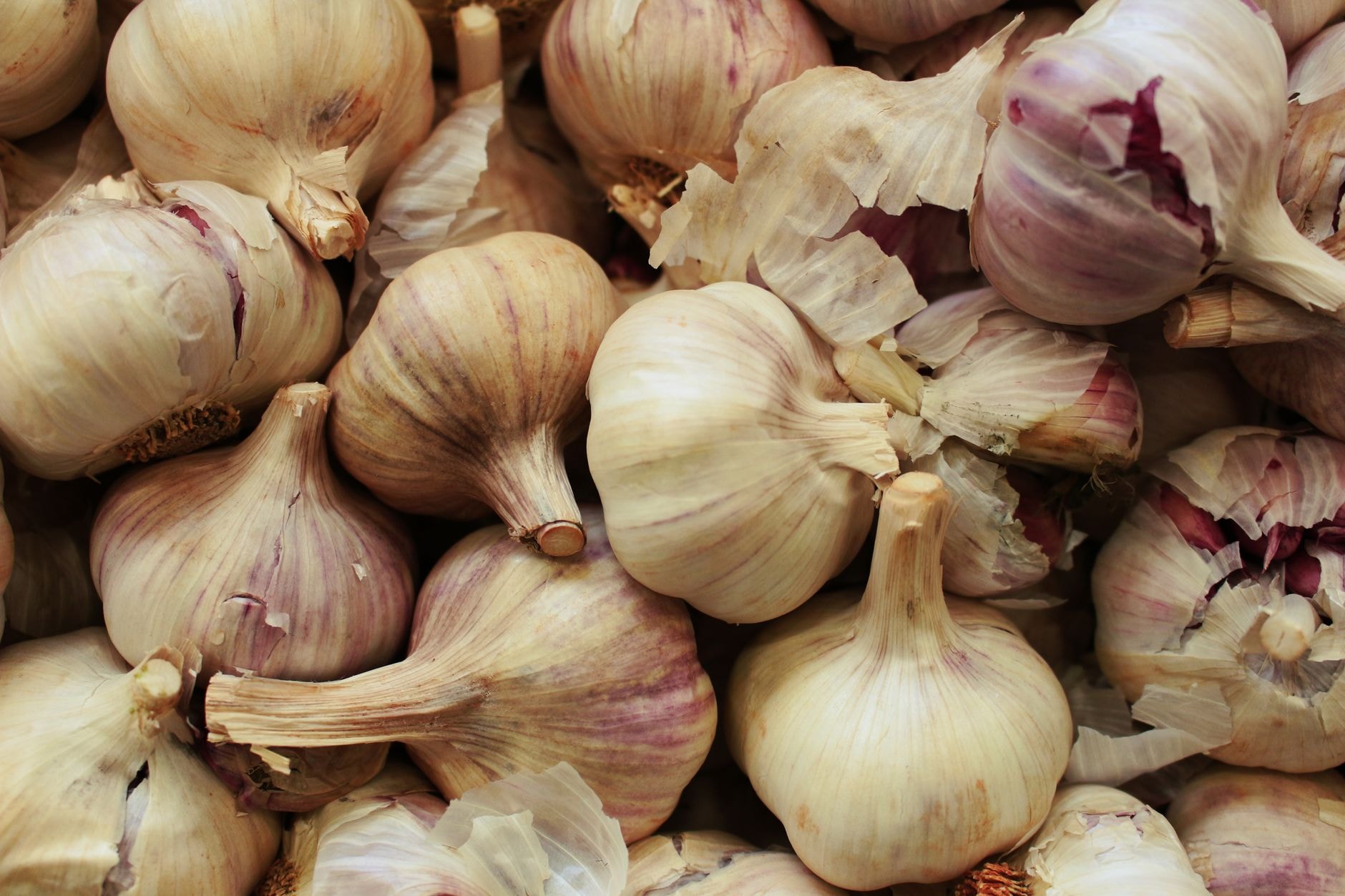 Têtes d'ail violet et d'ail blanc côte à côte