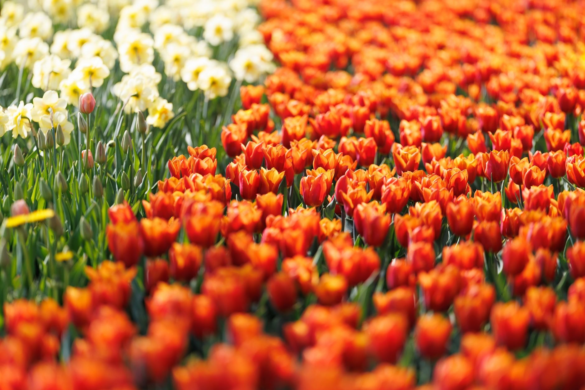 Massif de narcisses jaunes et de tulipes en fleurs au printemps