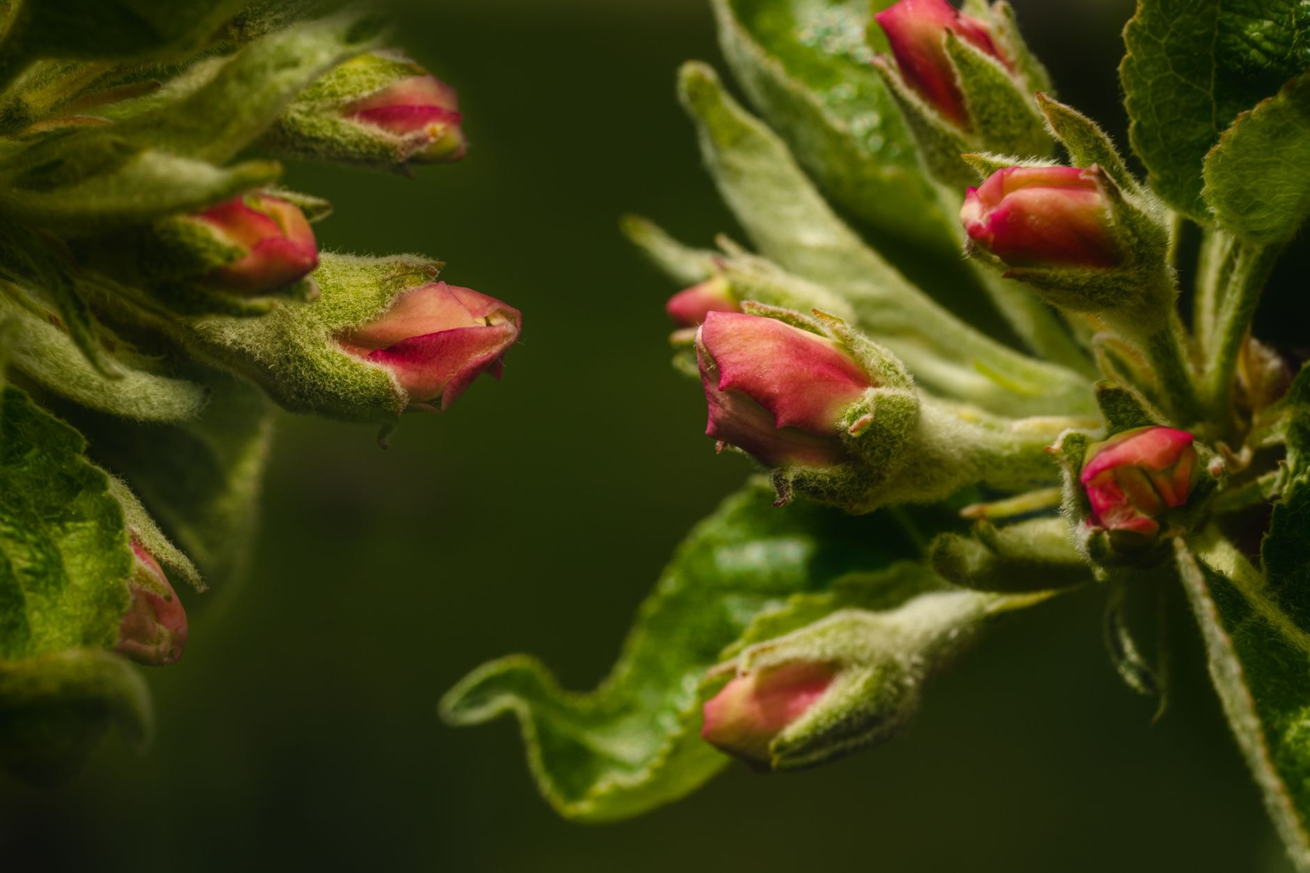Gros plan sur des bourgeons à fleurs de pommier sur un rameau court