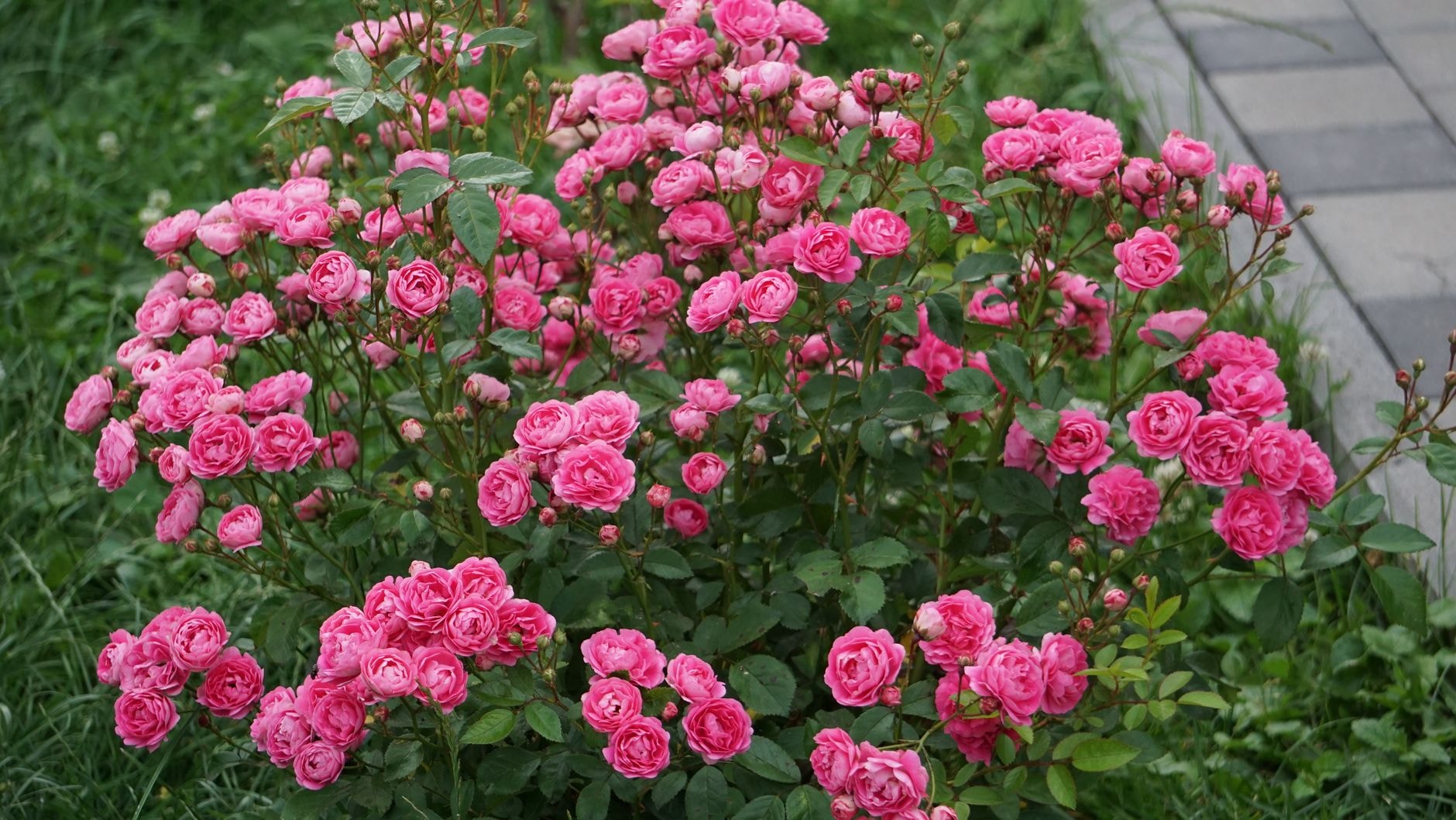Rosier arbustif ancien couvert de fleurs roses