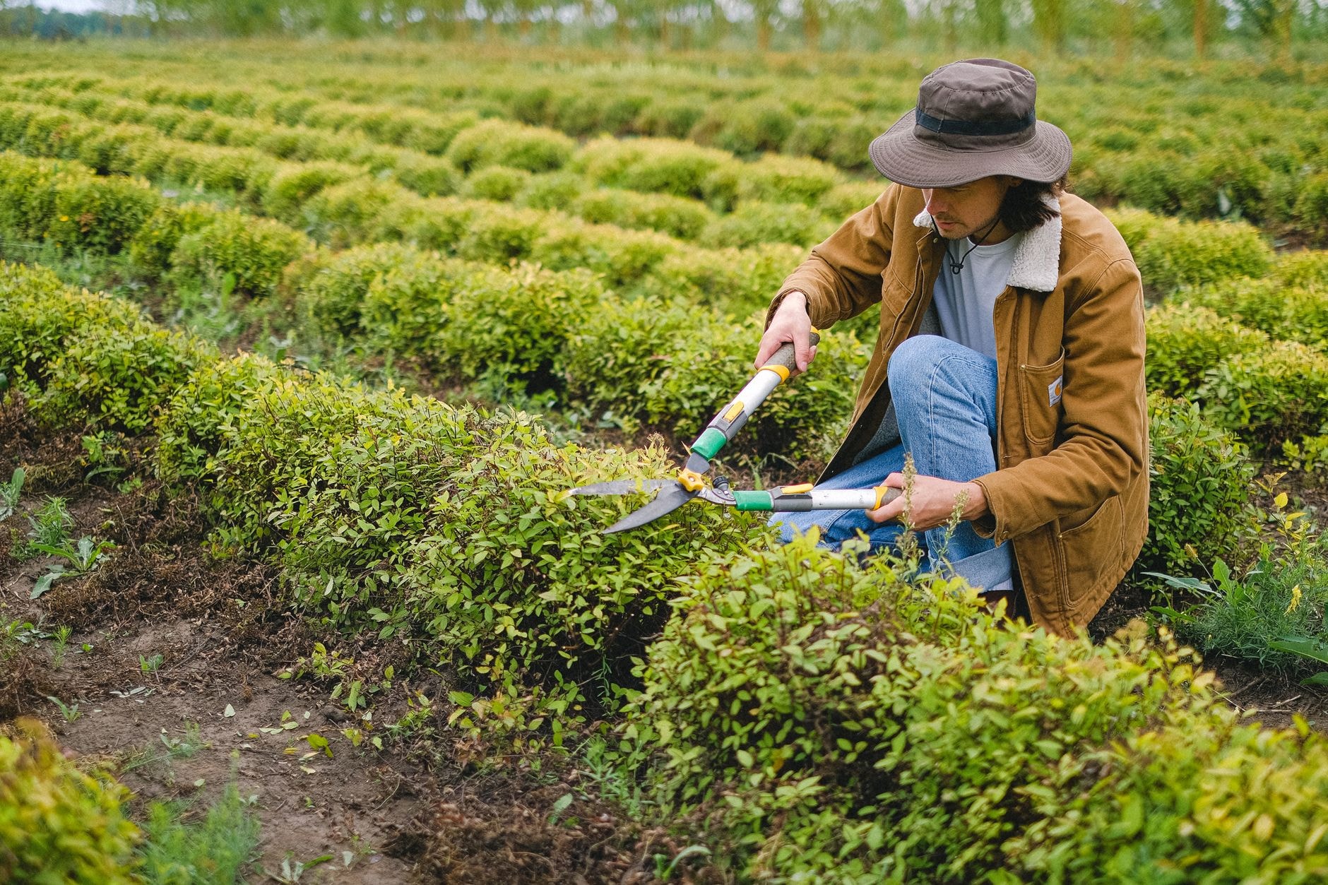 Tailler les rosiers : quand et comment selon le type de rosier