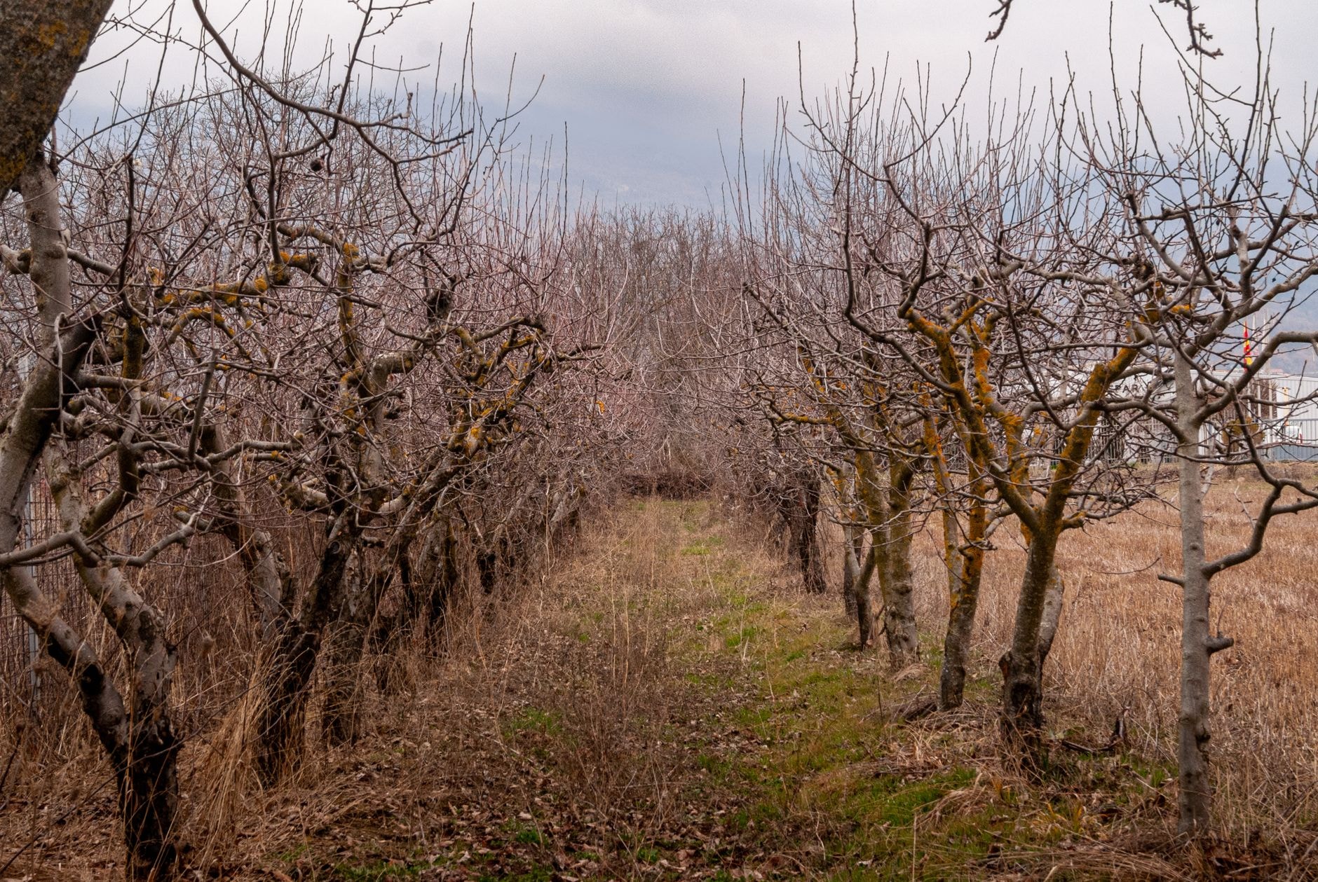 Verger en hiver avec des arbres fruitiers sans feuilles
