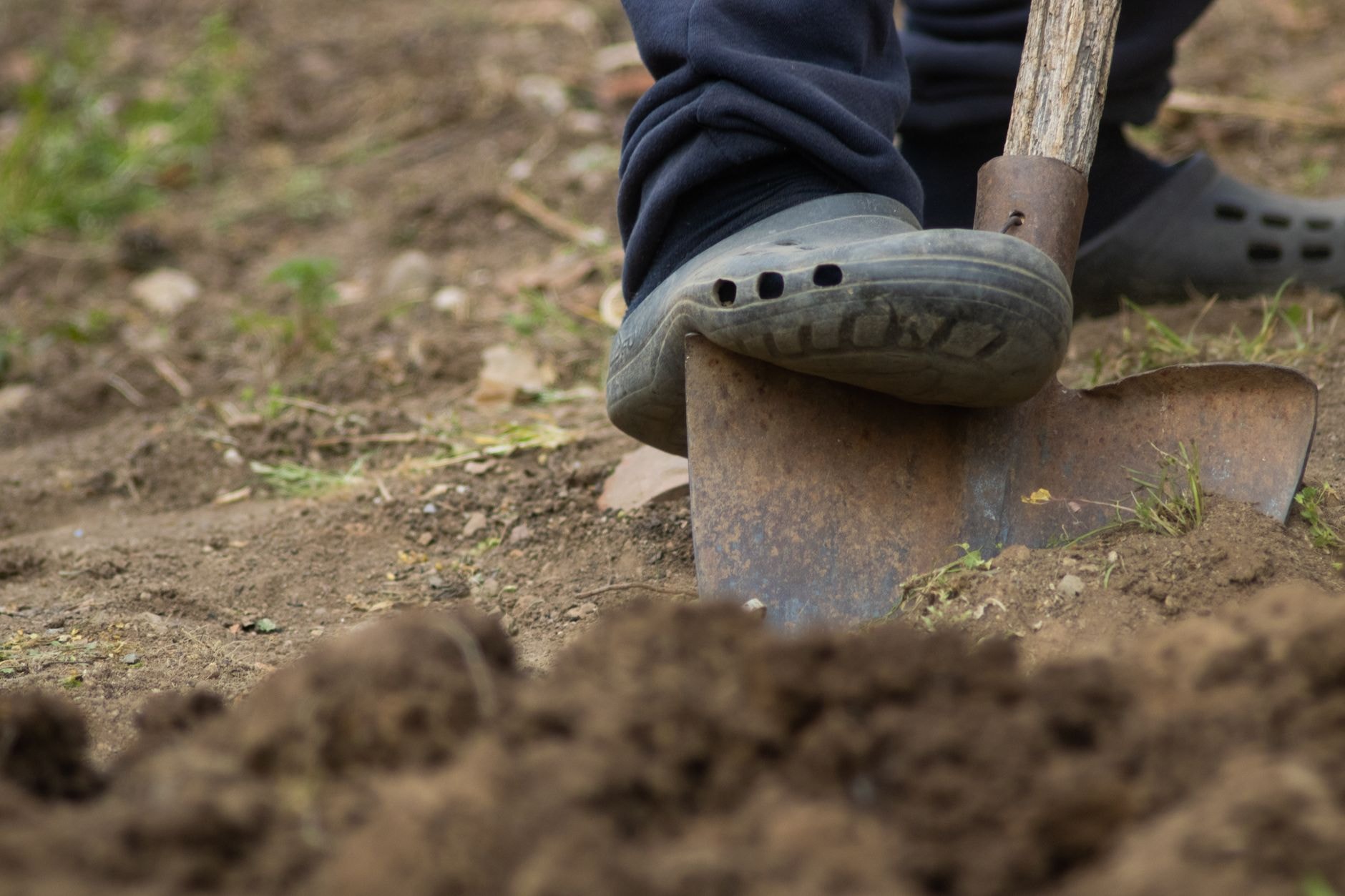 Jardinier creusant un trou de plantation à la bêche