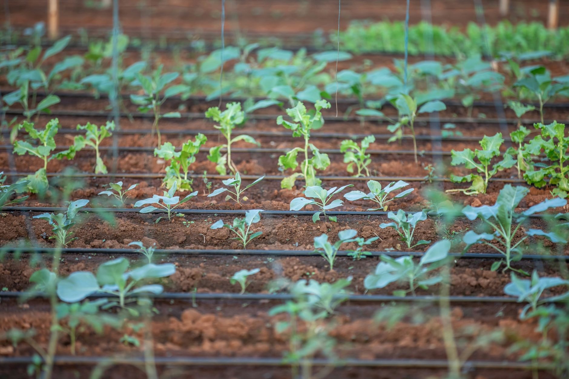 Rangs de jeunes légumes levés en pleine terre au printemps