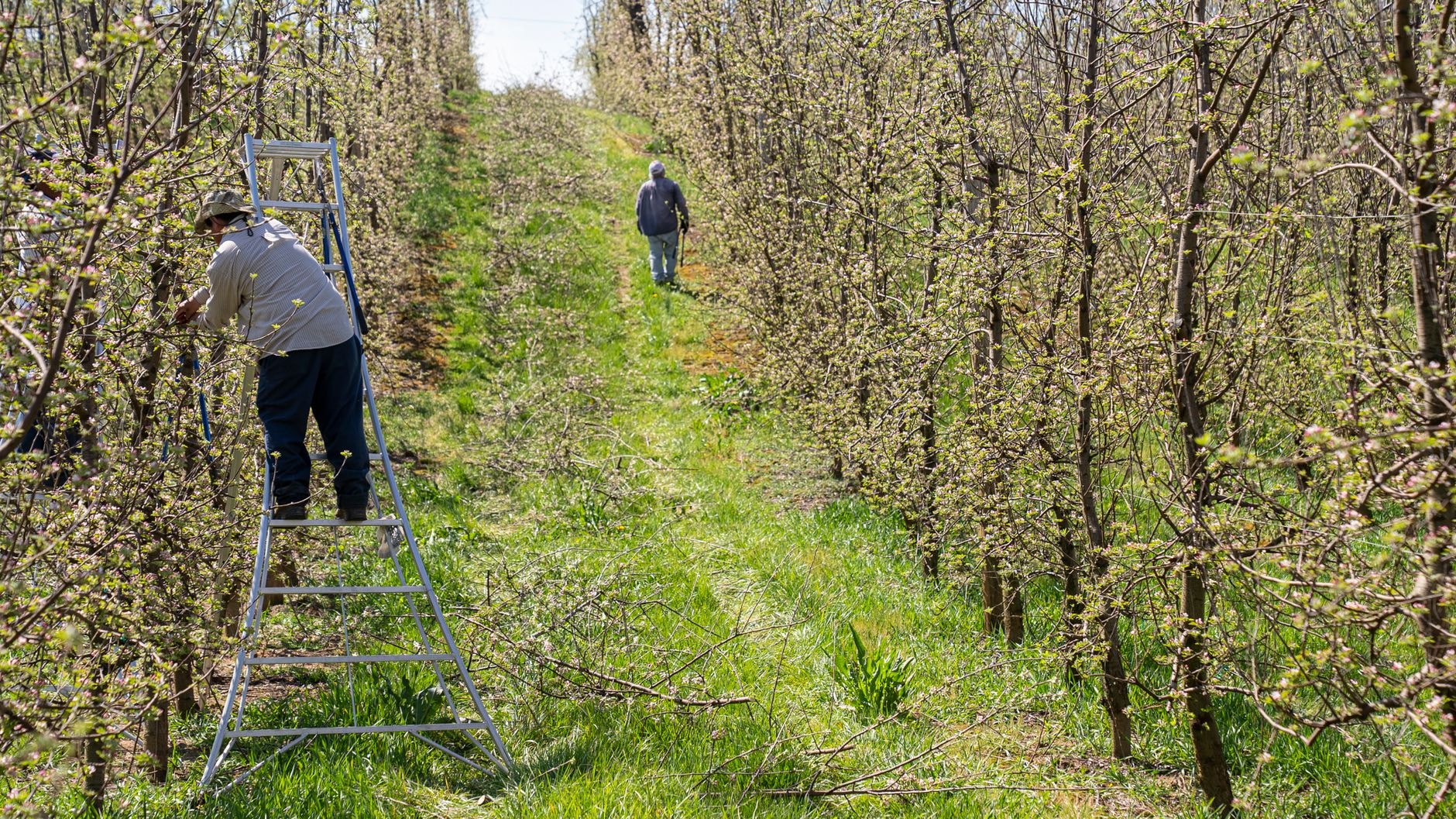 Tailler un pommier : quand et comment, de la formation à la fructification