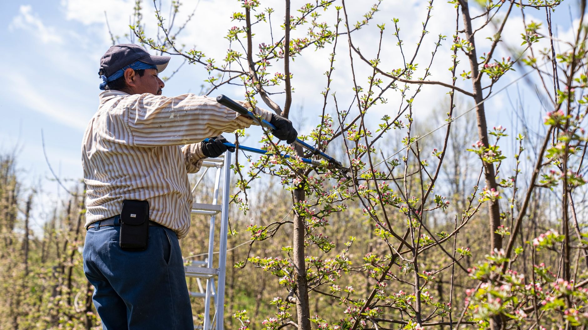 Sécateur posé sur une branche de pommier avant la taille