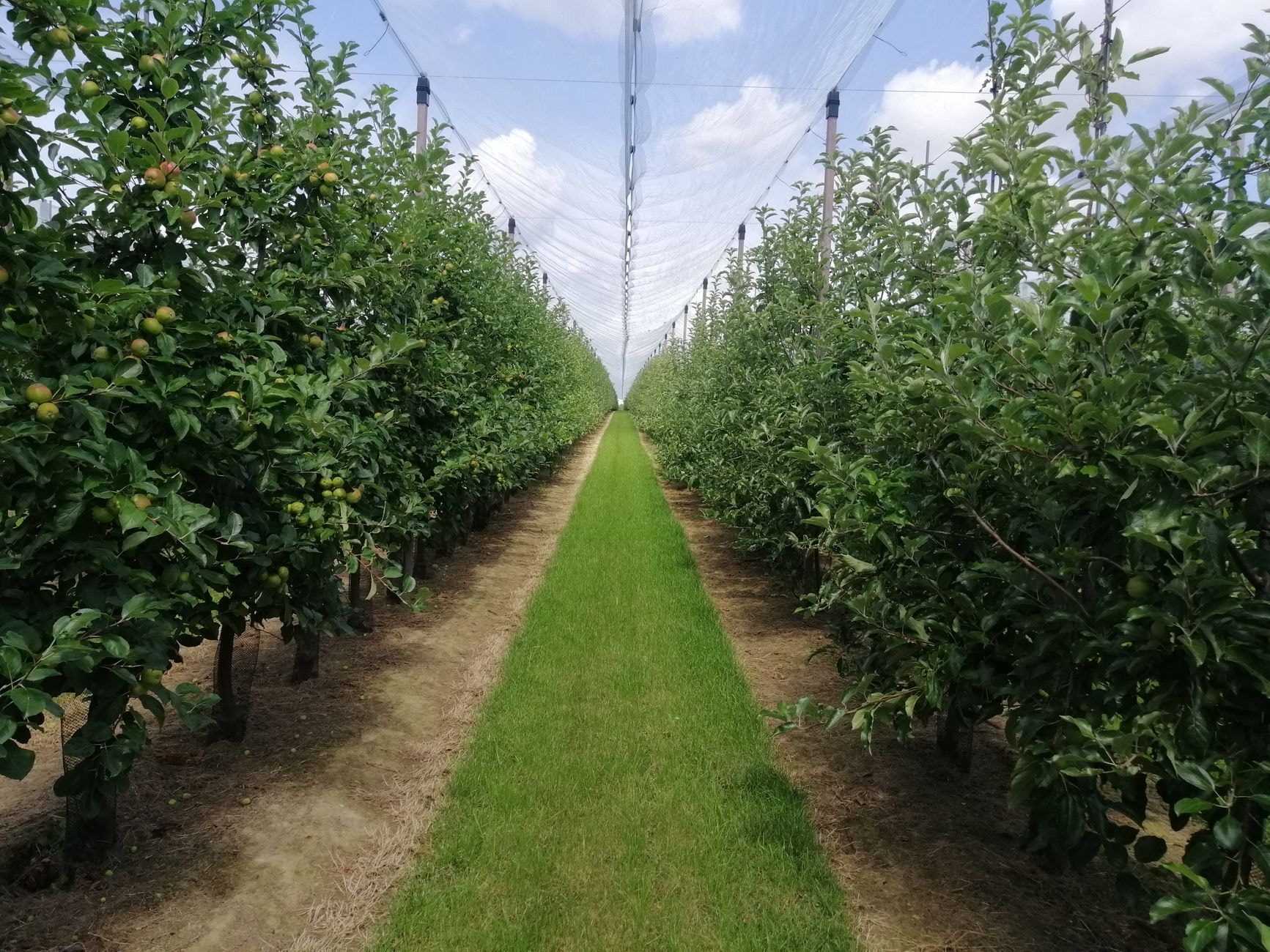 Jeune pommier aux branches charpentières bien réparties