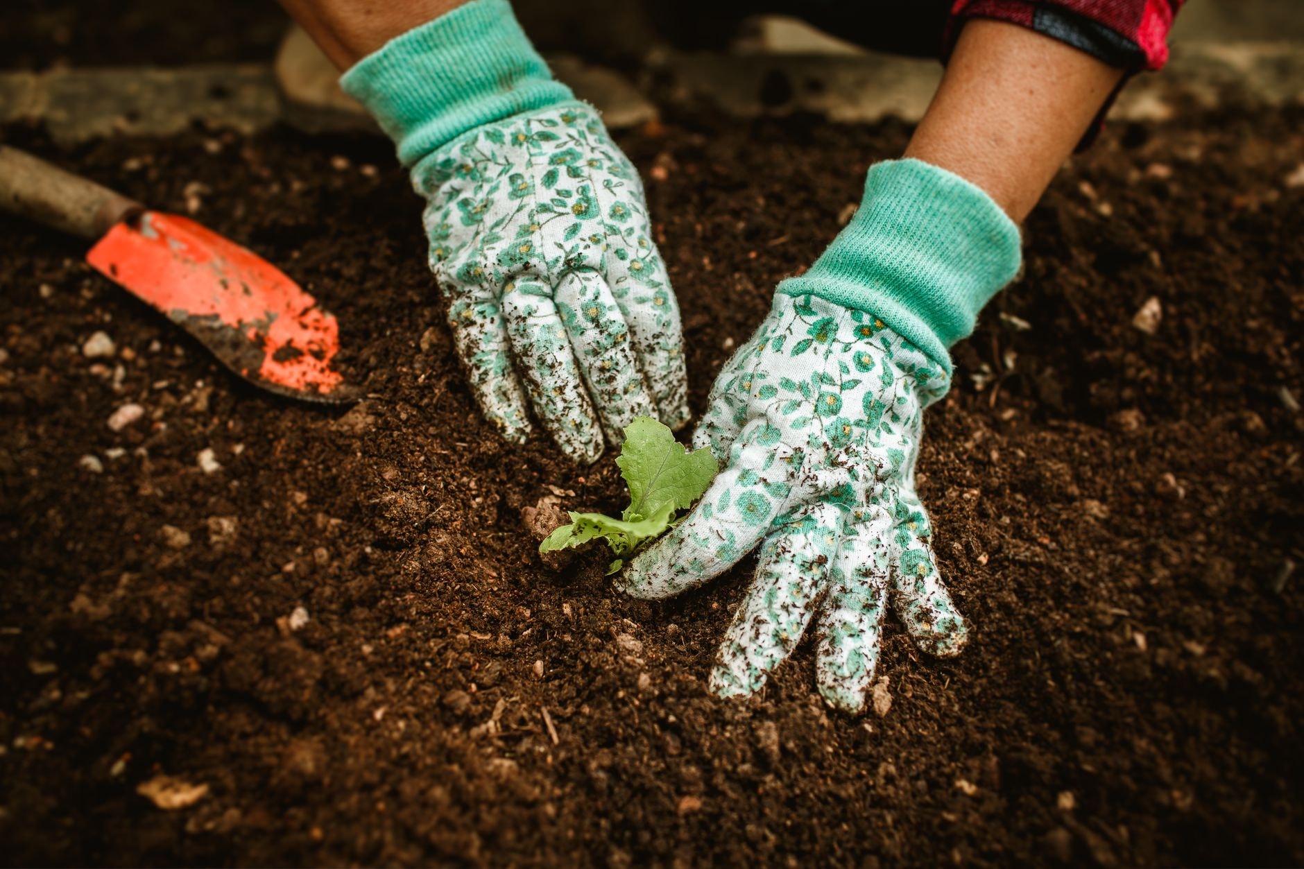 Fourche-bêche ameublissant la terre d'une planche de potager