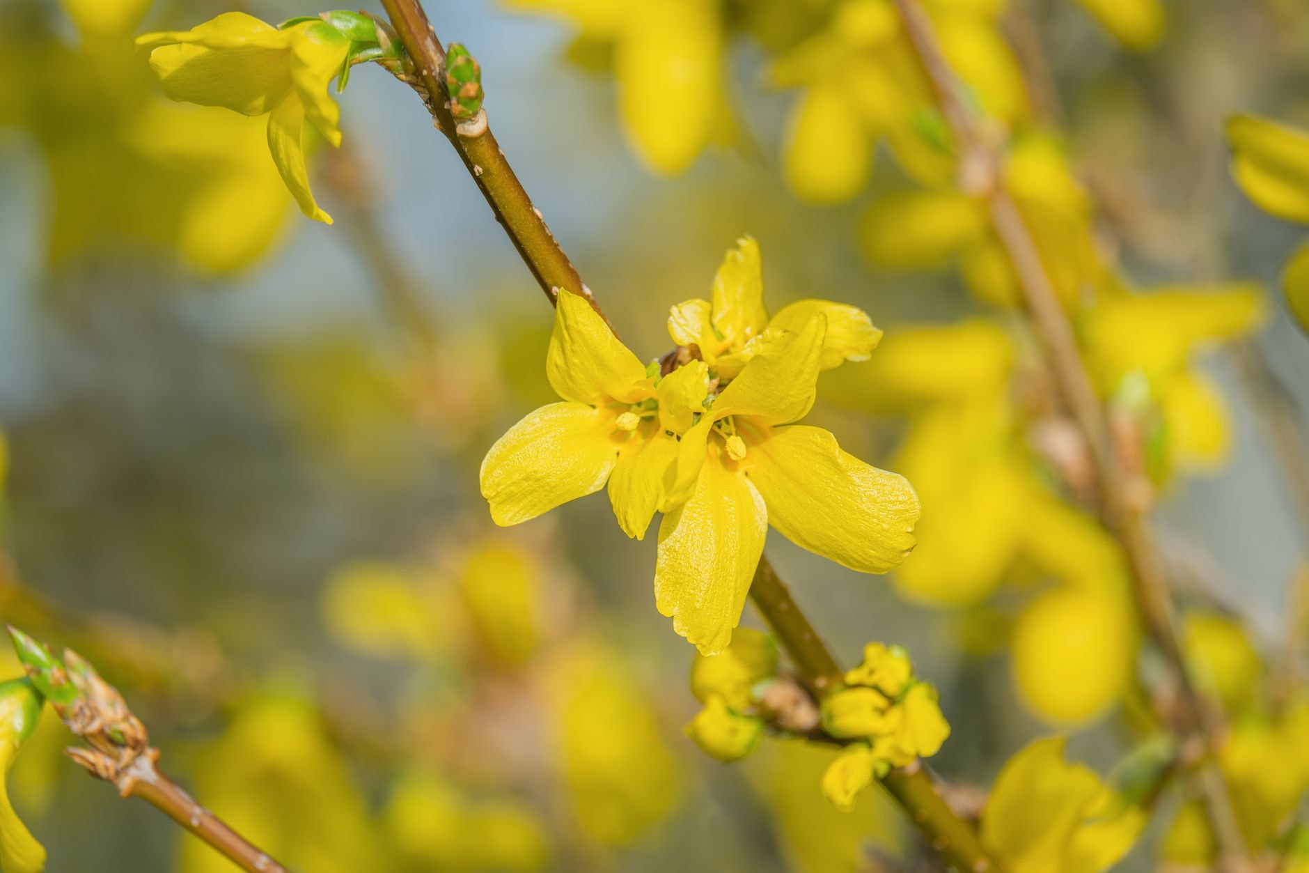 Forsythia en fleurs jaunes au début du printemps