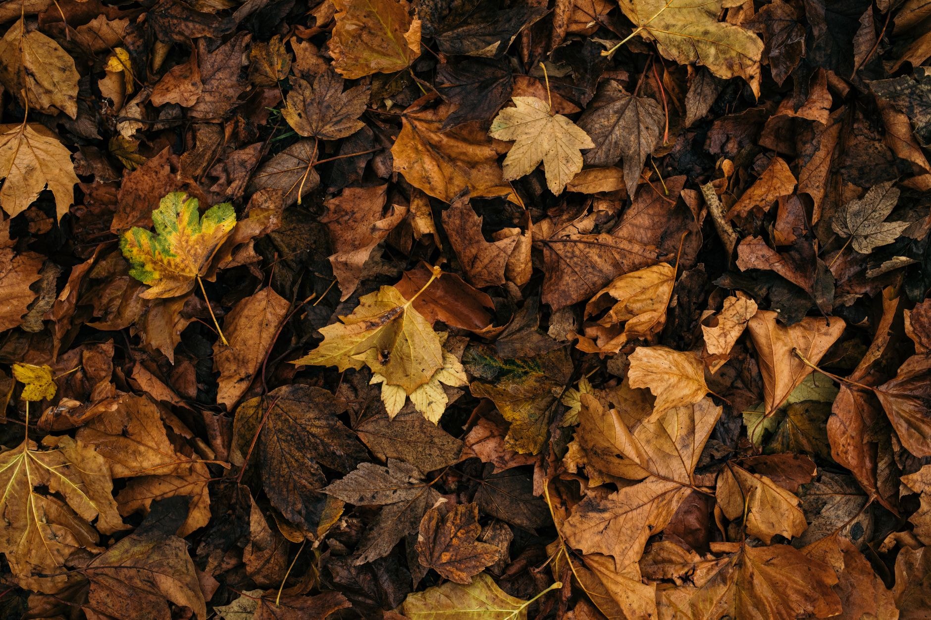Mélange de feuilles mortes et d'épluchures dans un compost