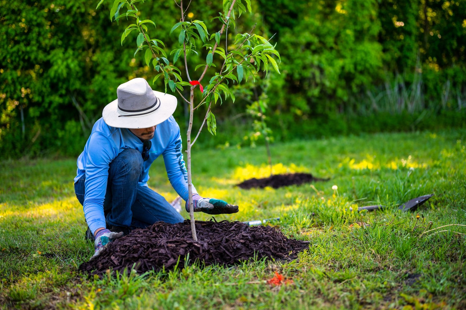 Jeune arbre fraîchement planté attaché à un tuteur avec paillage au pied