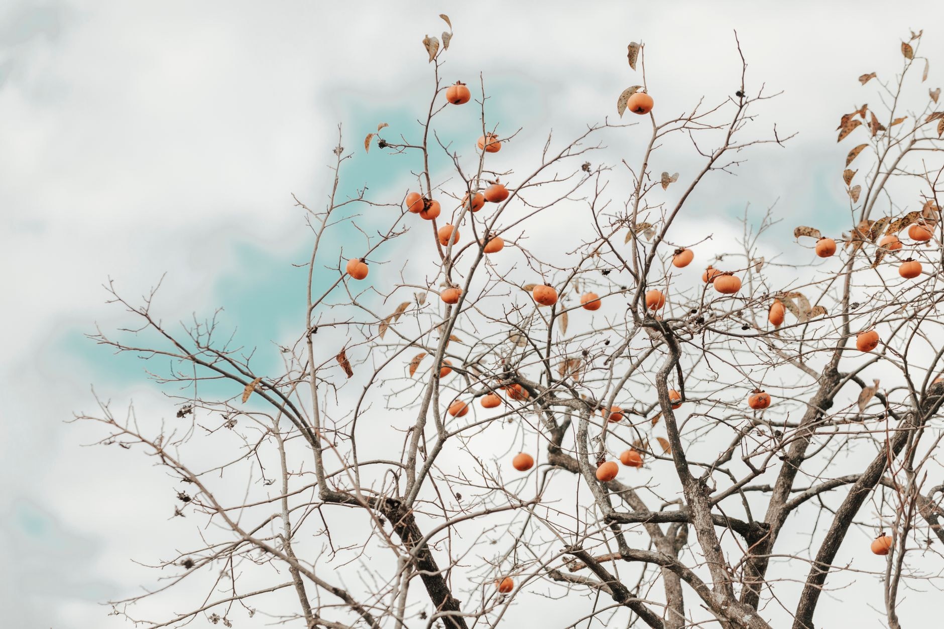 Jeune arbre fruitier à racines nues prêt à être planté dans un jardin