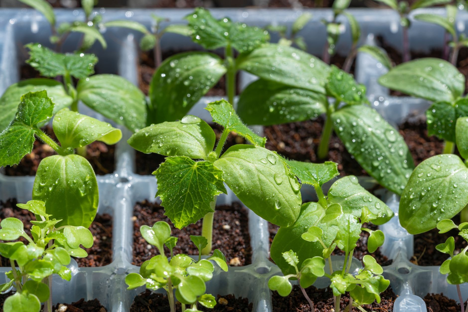 Calendrier des semis du potager mois par mois : quoi semer, quand et à quelle température