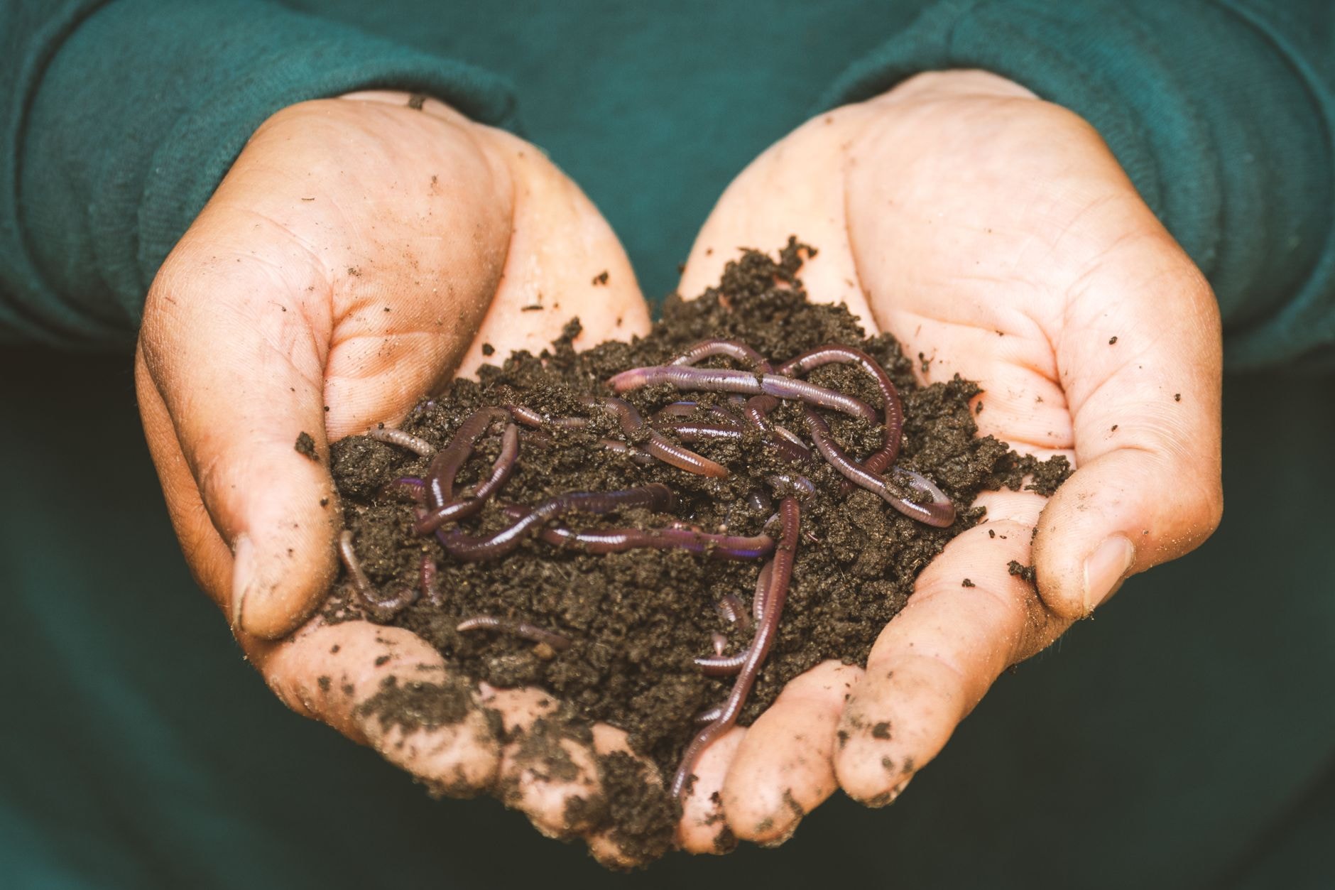 Mains tenant une poignée de compost mûr, sombre et friable