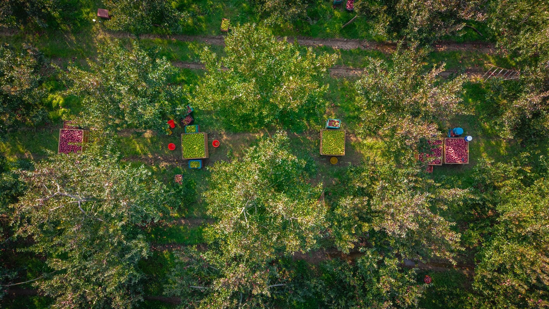 Rangées d'arbres fruitiers espacés dans un verger