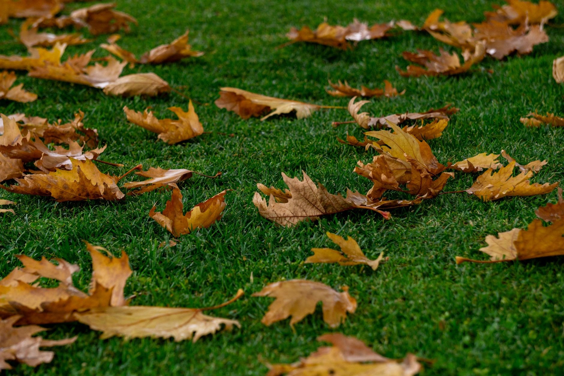 Tapis de feuilles mortes orange sur une pelouse de jardin en automne
