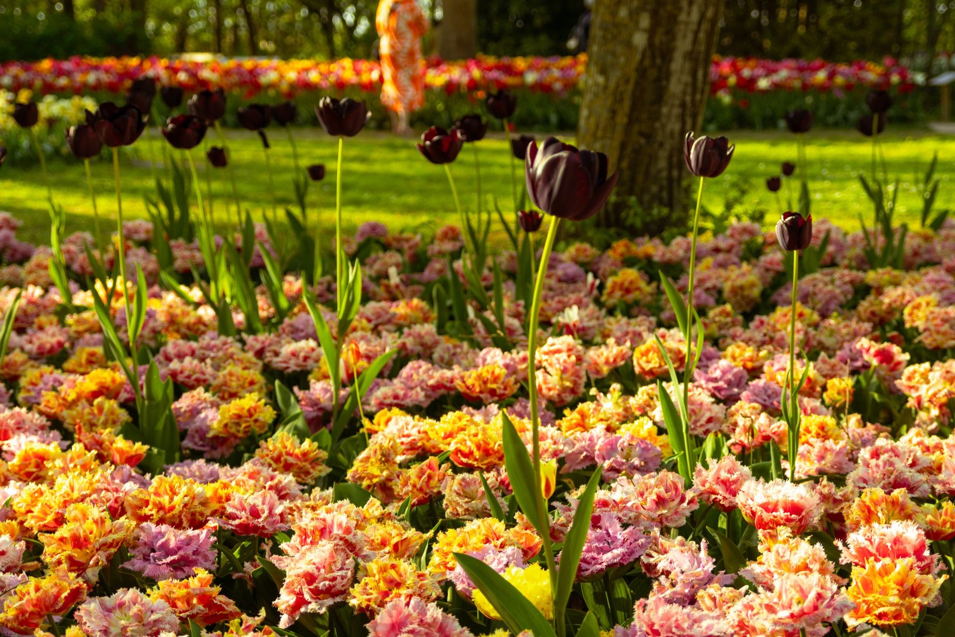 Bulbes de tulipes posés pointe vers le haut au fond d'un trou de plantation