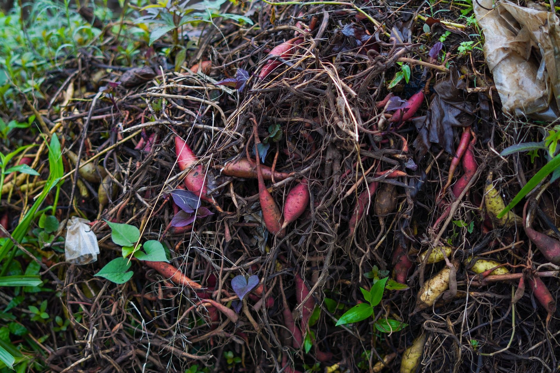 Composteur de jardin rempli de feuilles sèches et de déchets verts
