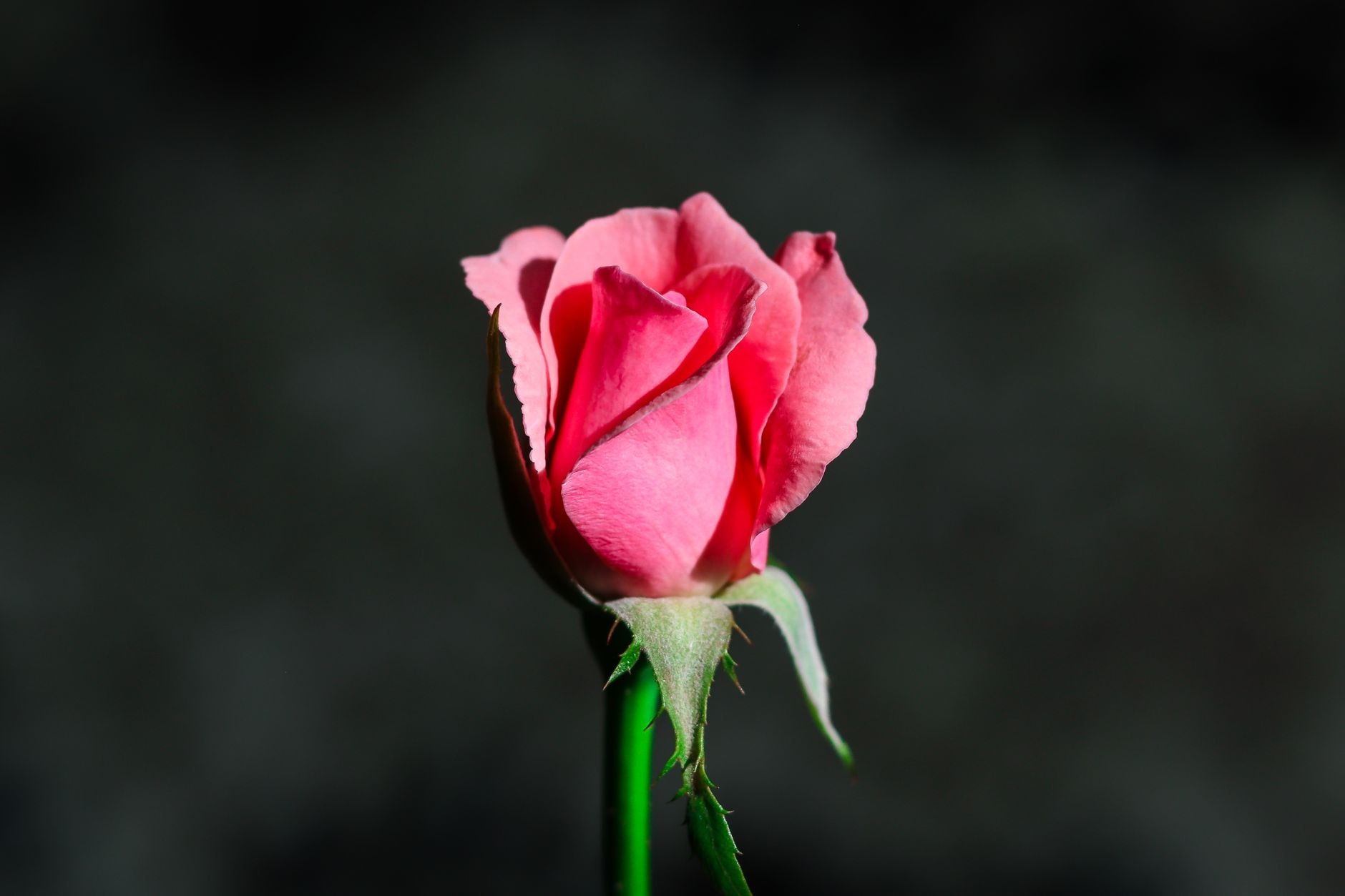 Coupe en biseau au-dessus d'un bourgeon de rosier