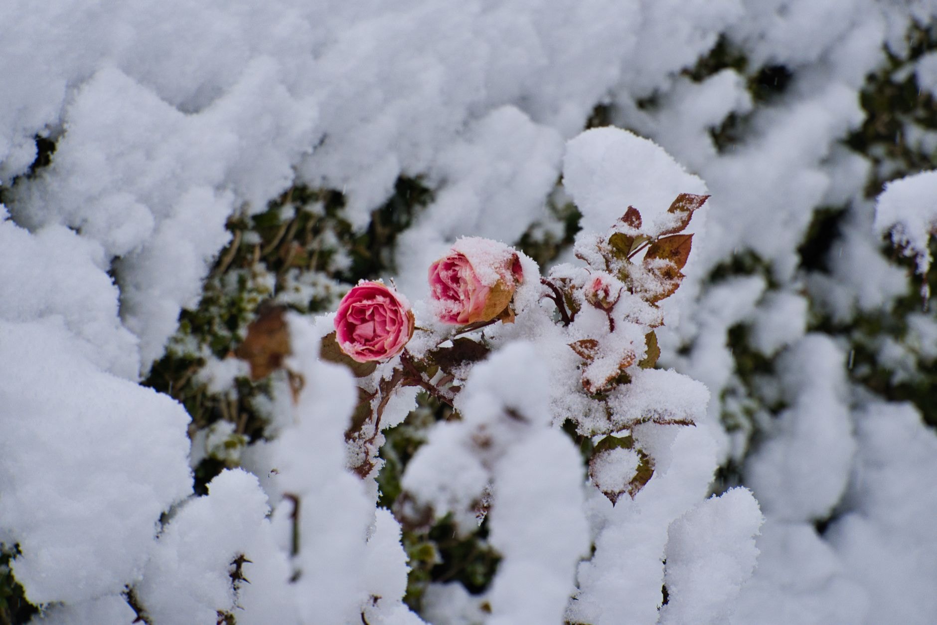 Rosier buisson taillé court en fin d'hiver
