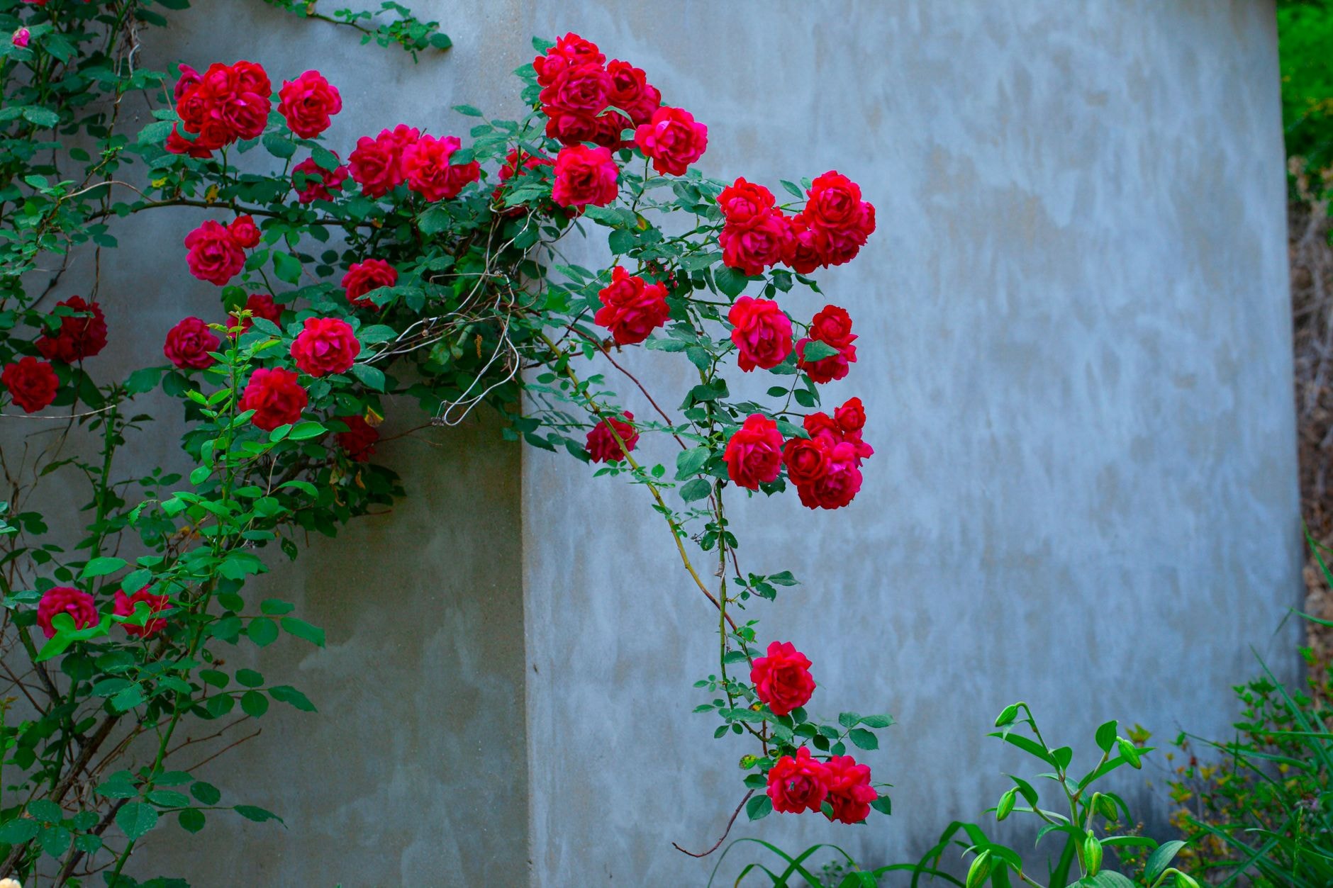 Rosier grimpant palissé sur un mur fleuri