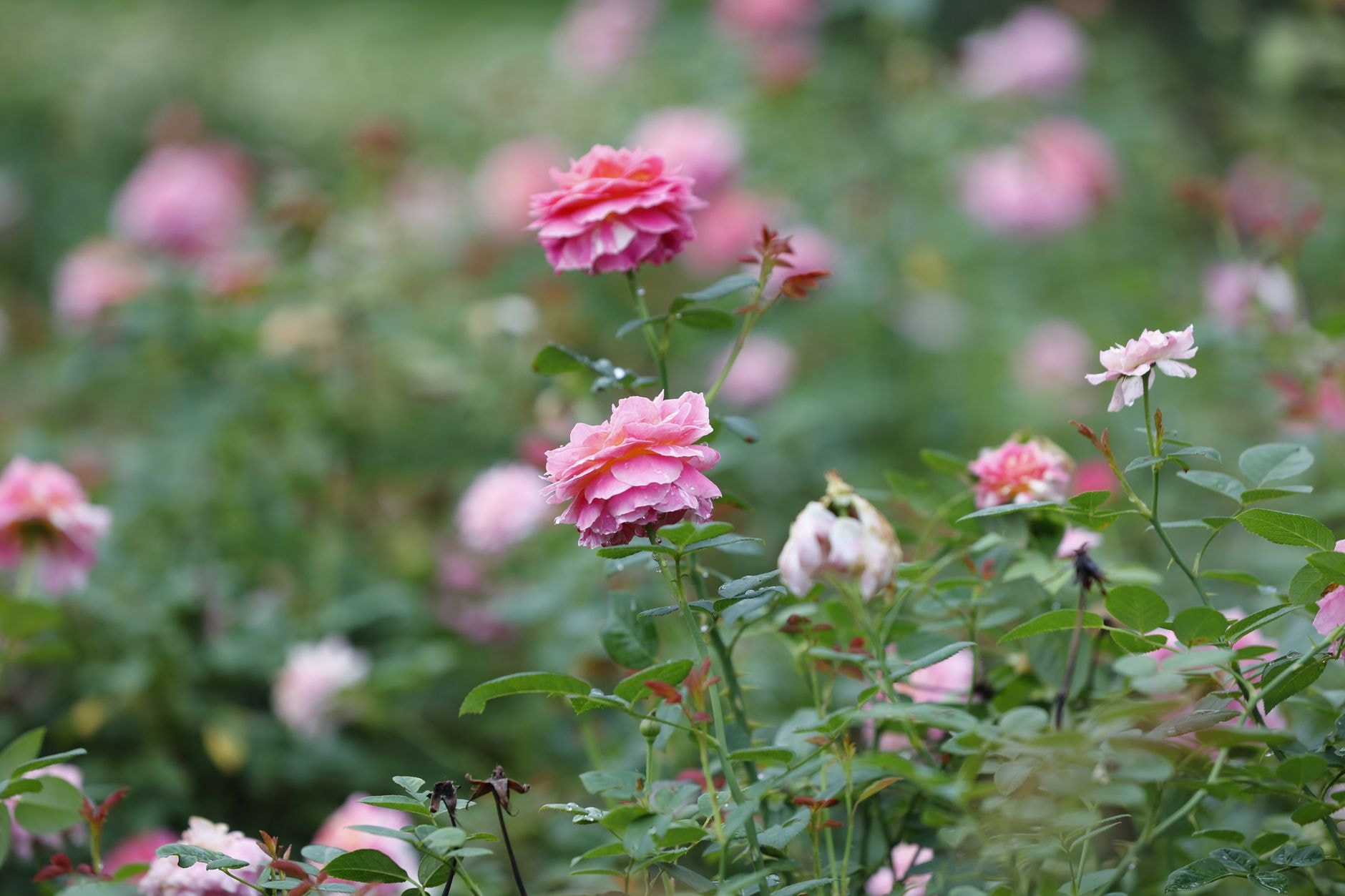 Massif de rosiers en fleurs de plusieurs variétés