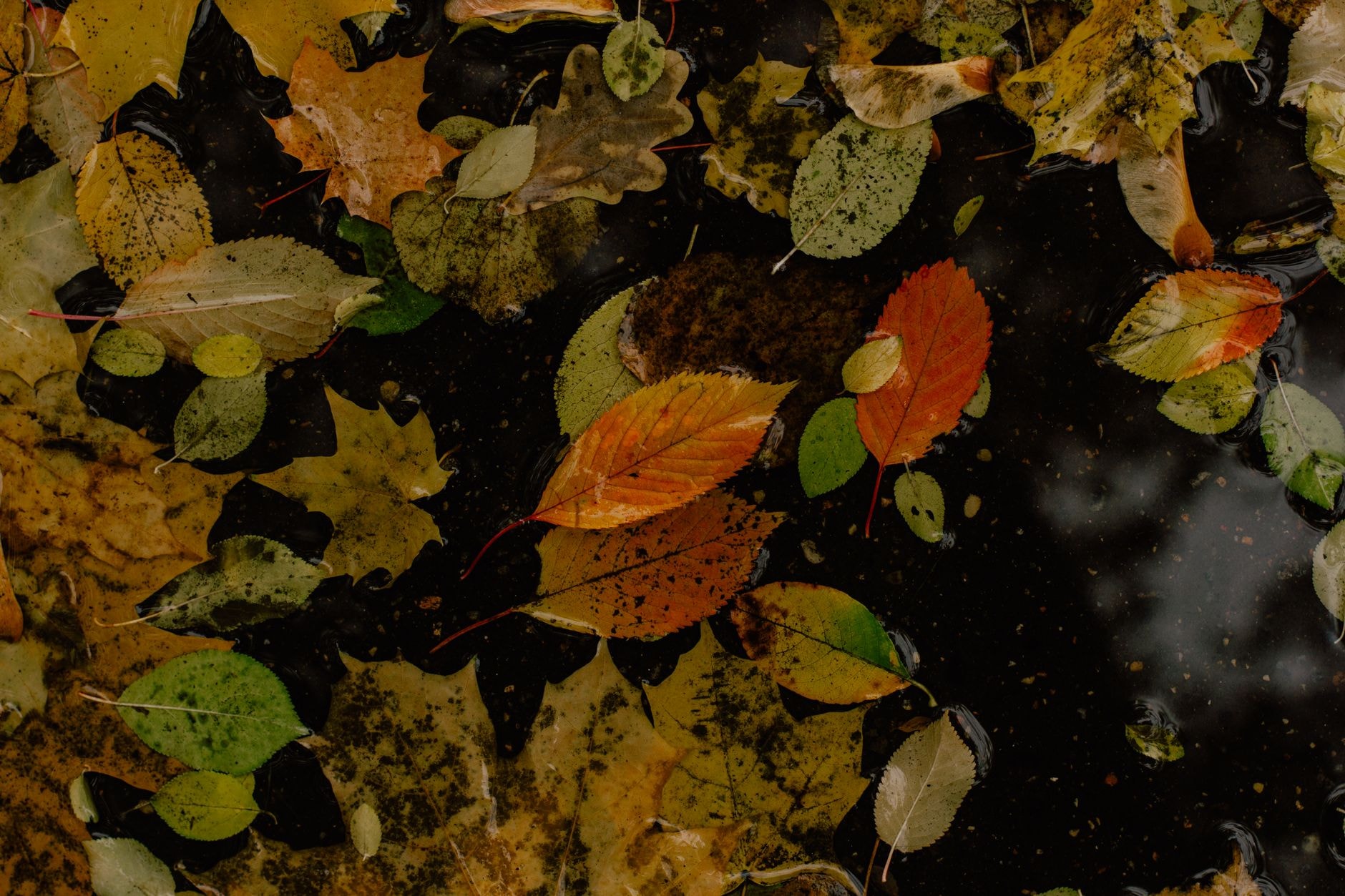 Feuilles mortes de différentes essences d'arbres posées au sol