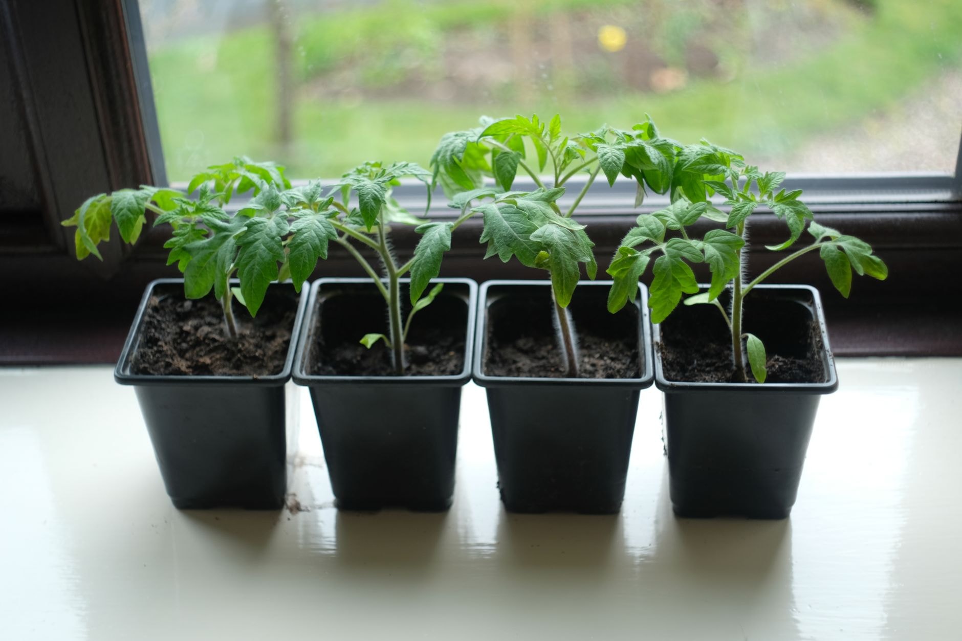 Semis de tomates en godets près d'une fenêtre lumineuse
