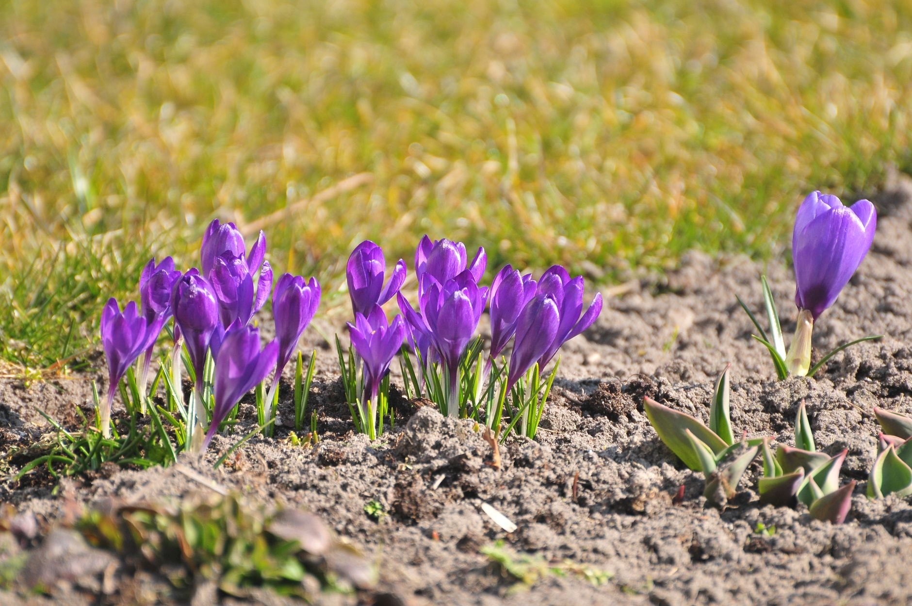 Bulbes de fleurs posés sur la terre avant la plantation