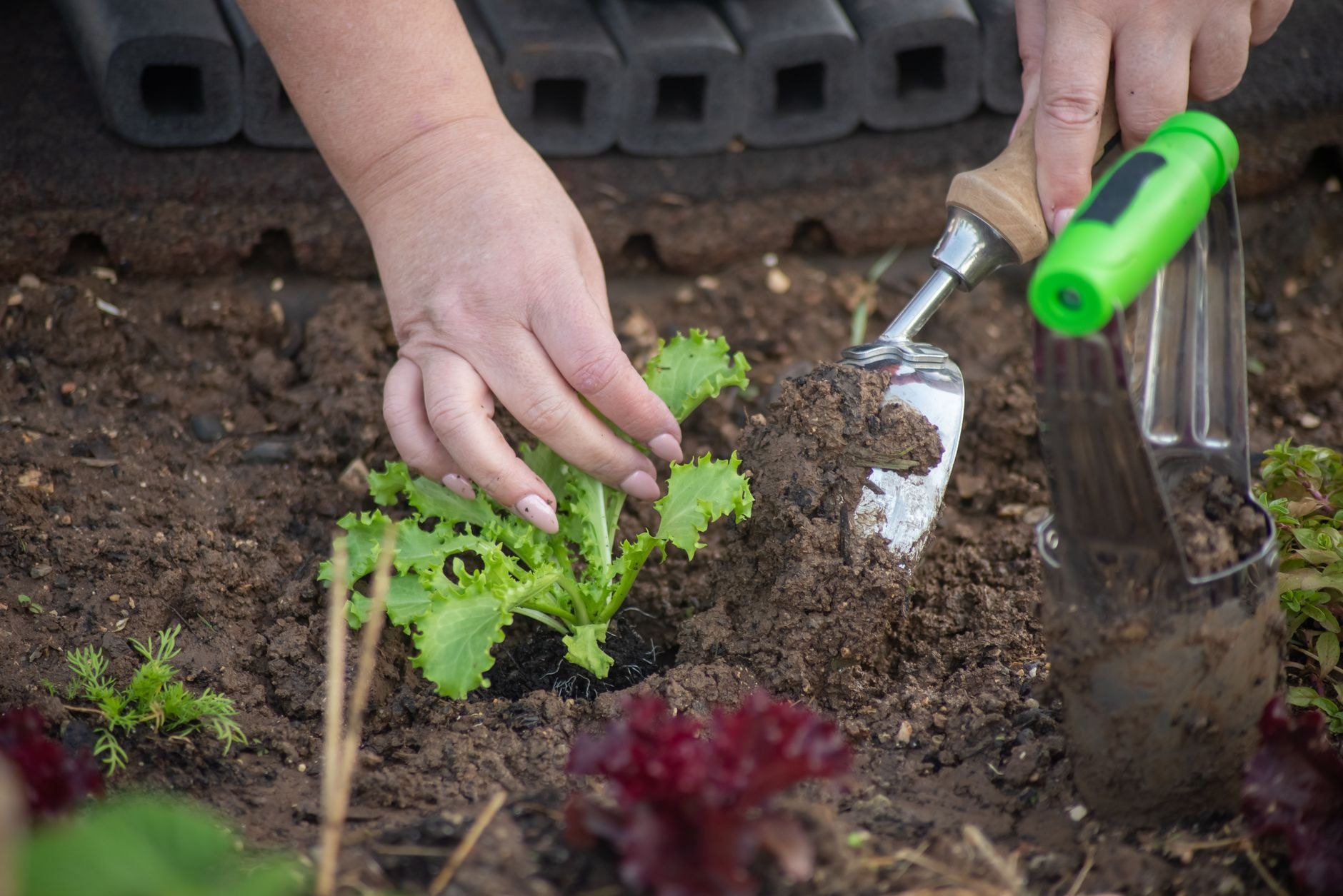 Plantoir à bulbes enfoncé dans la terre d'un jardin
