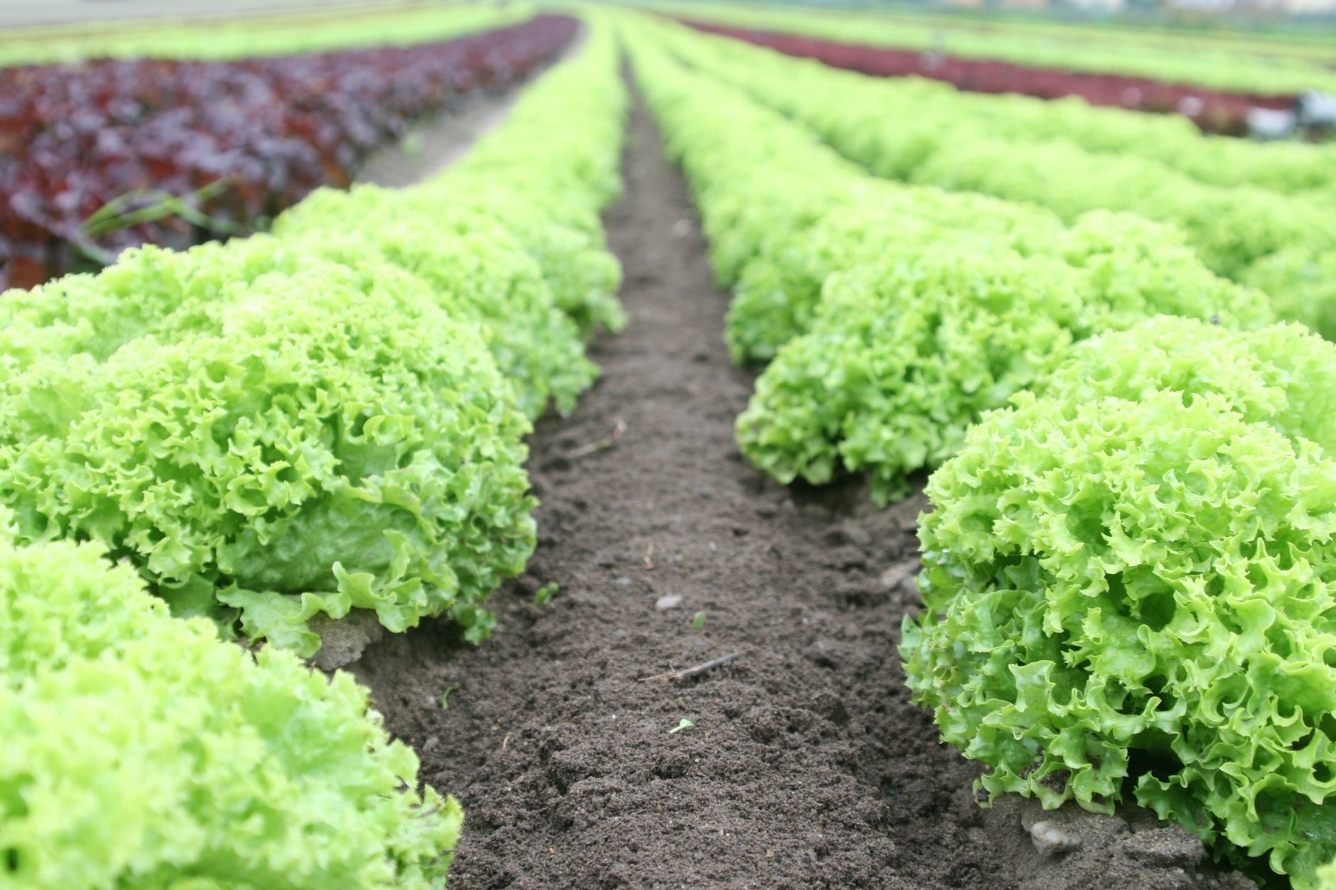 Potager d'été avec rangs de laitues et de haricots