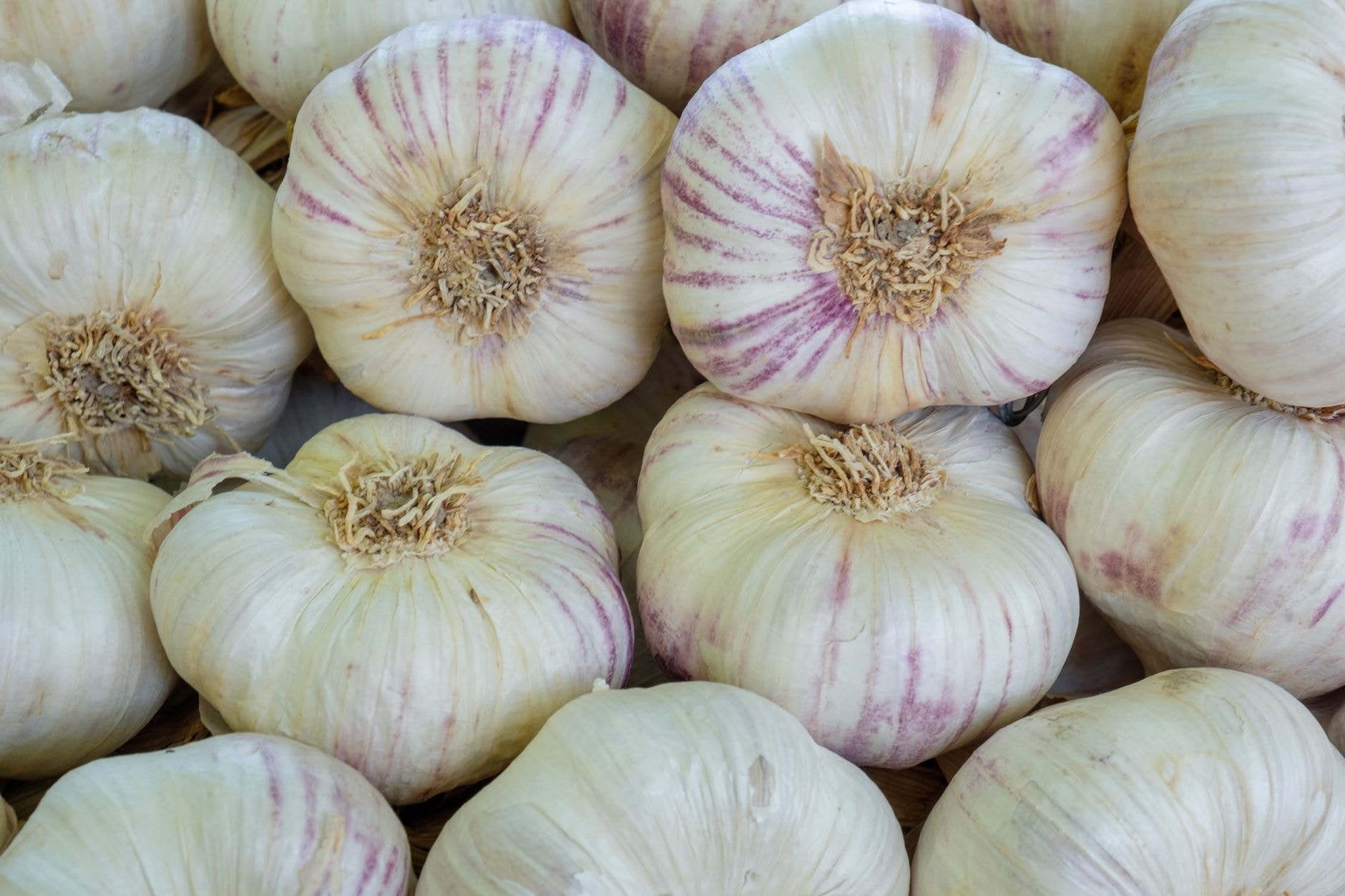 Têtes d'ail et caïeux prêts à être plantés sur une terre de potager