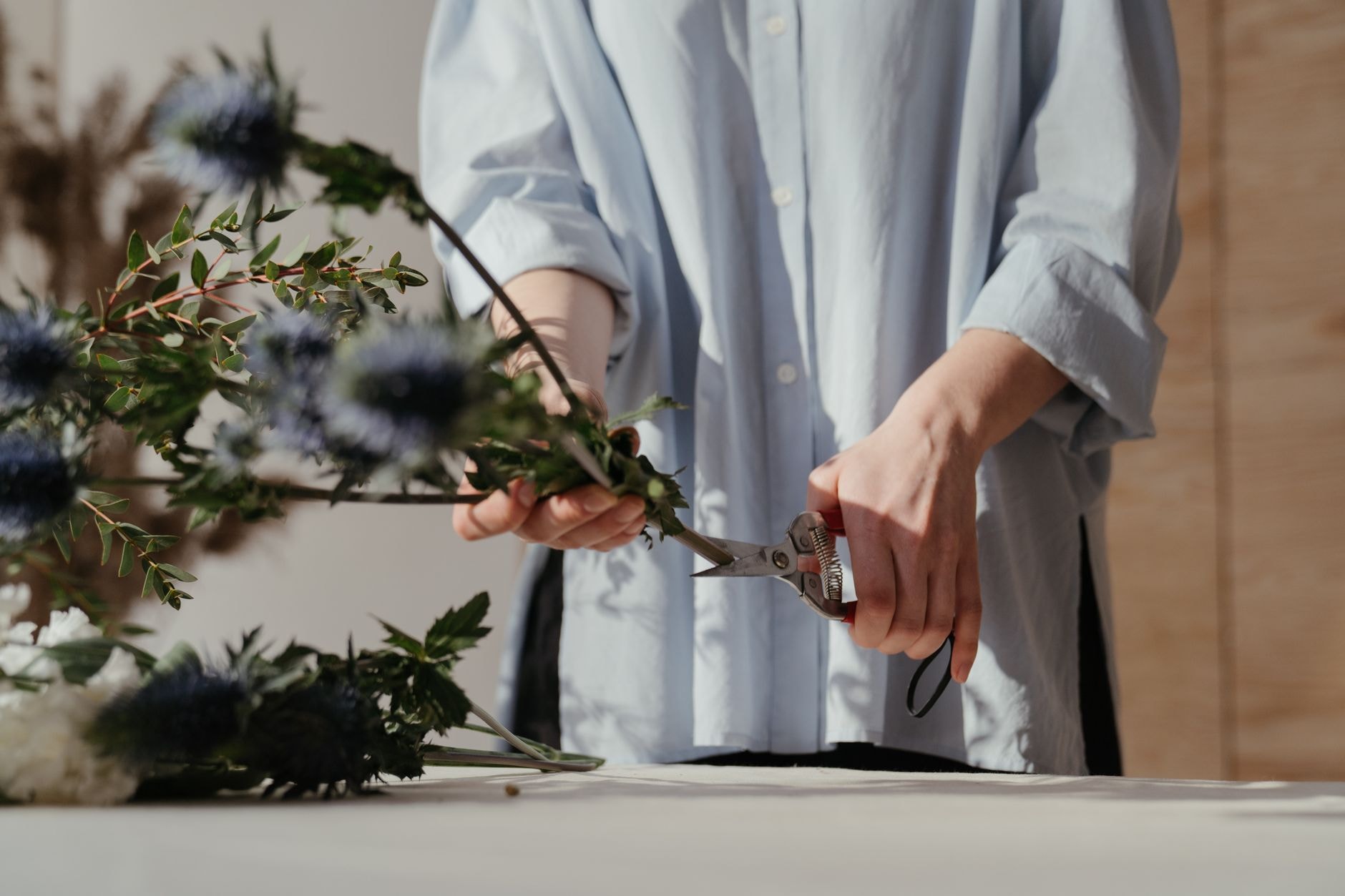 Sécateur posé près d'un rosier taillé au jardin