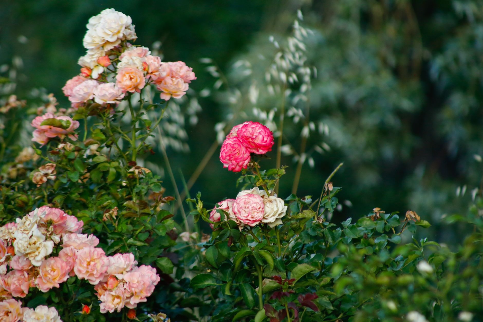 Rosier en automne avec dernières fleurs et feuilles jaunies