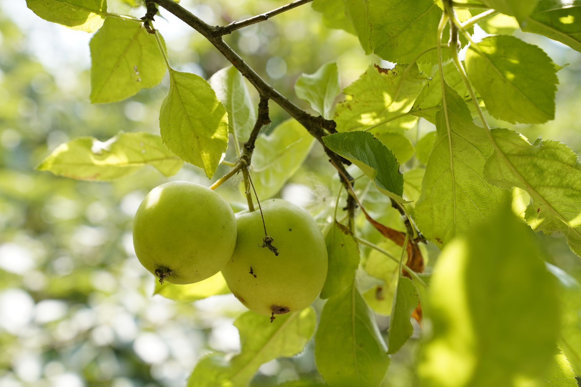 Branche de pommier chargée de pommes mûres