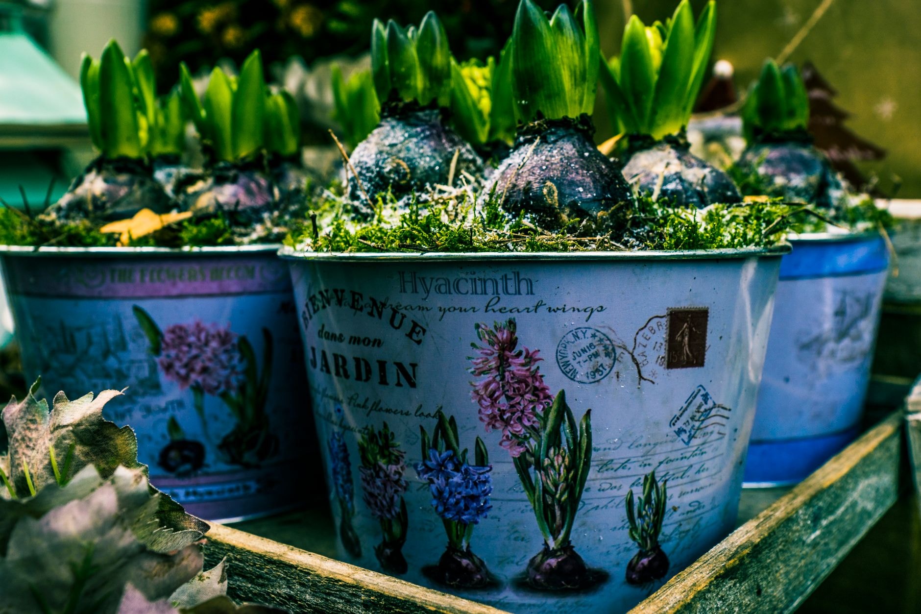 Pot fleuri de tulipes, jacinthes et muscaris sur un balcon
