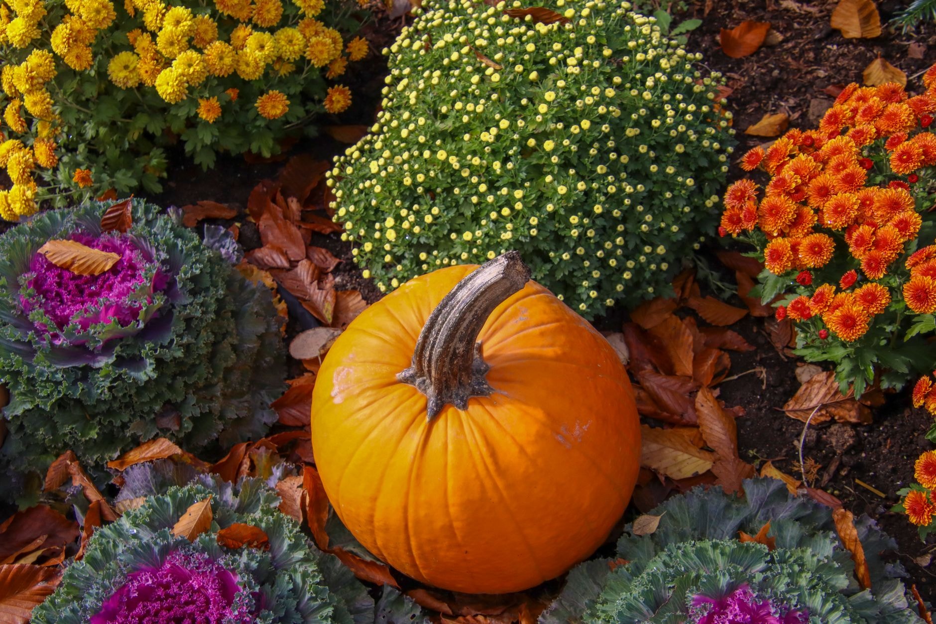 Planche de potager en automne couverte d'un engrais vert