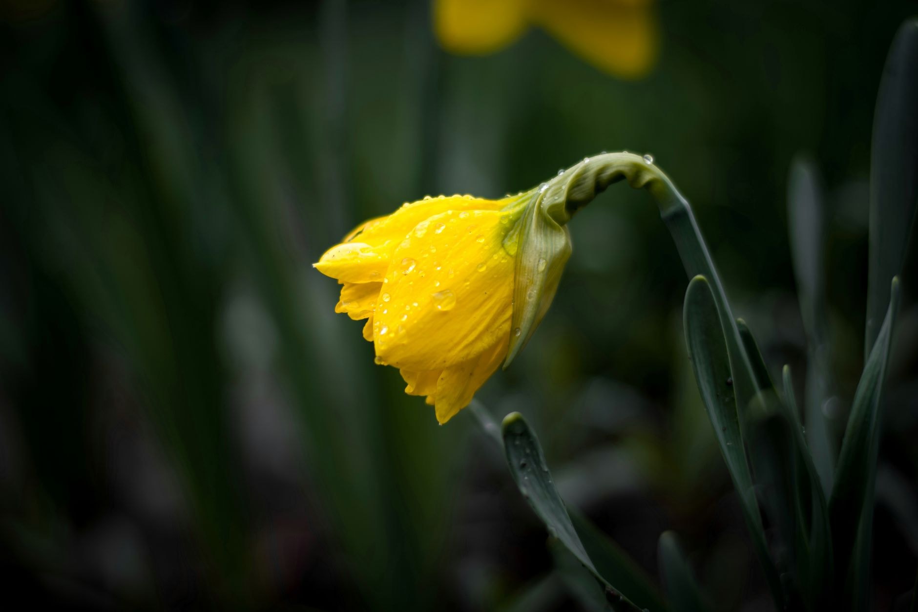 Feuillage de narcisses en train de jaunir après la floraison