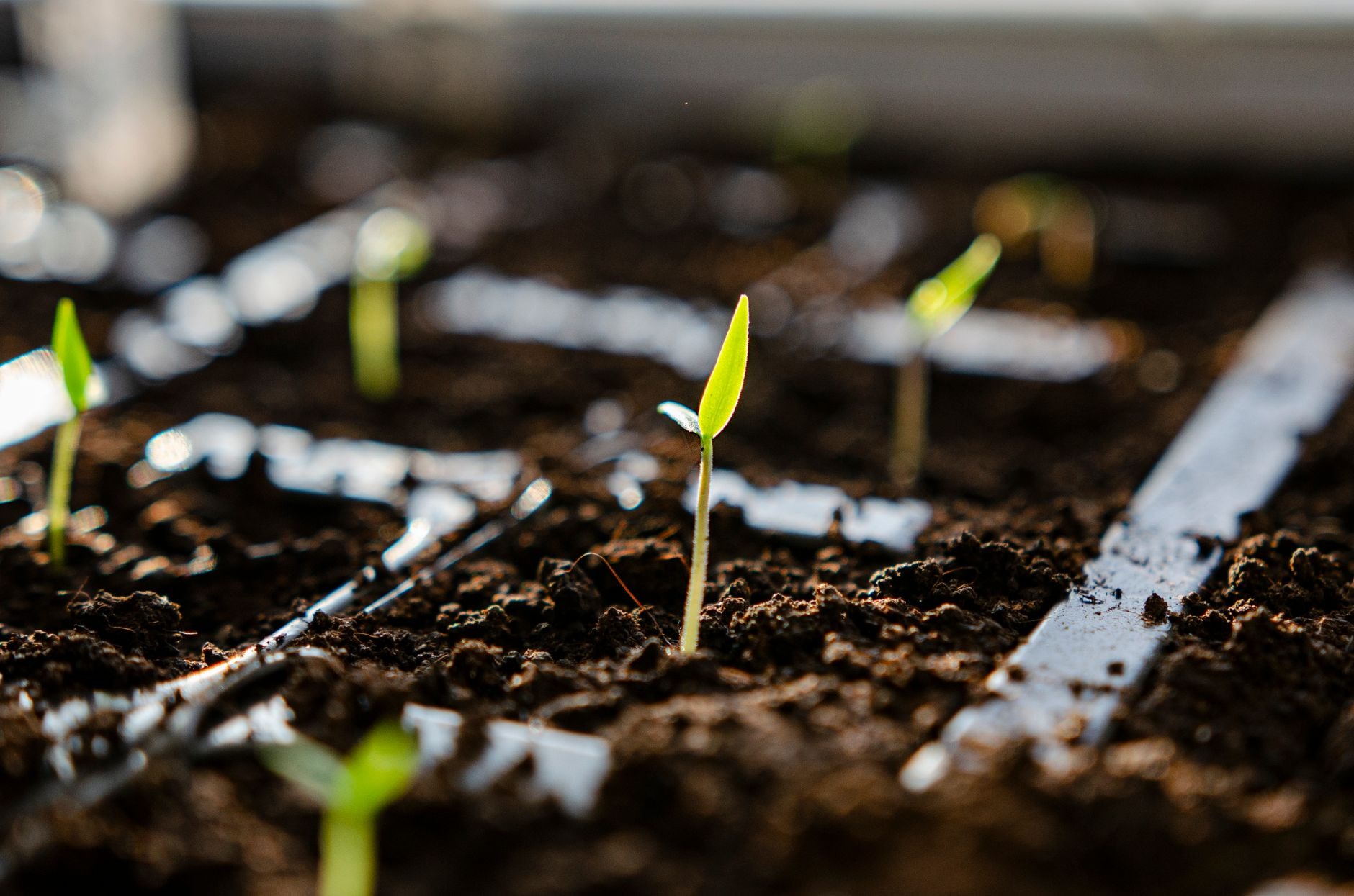 Germination de graines dans un terreau humide